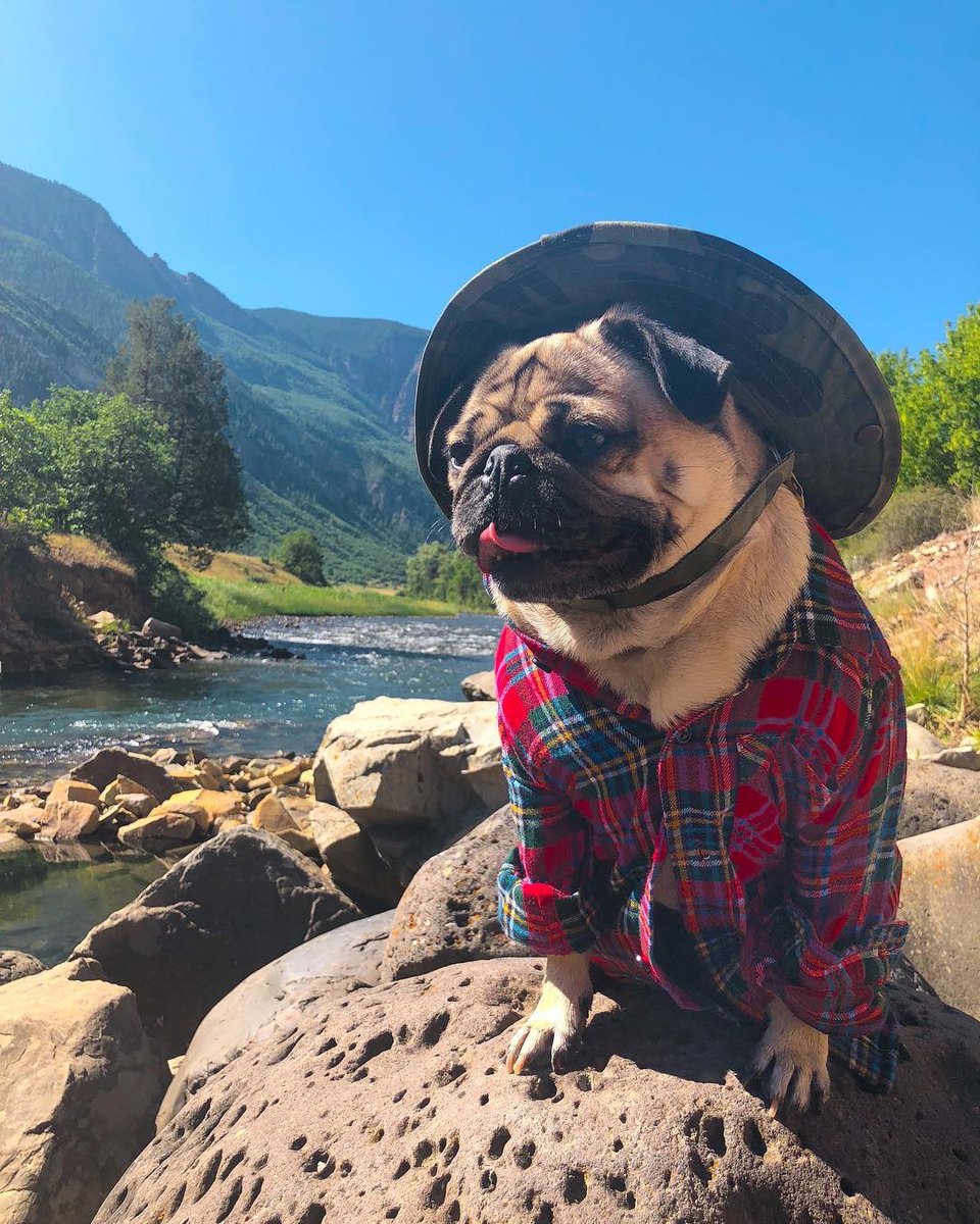 itsdougthepug's tweet photo. Happy #EarthDay 🌎 https://t.co/pAK4x2sMXo