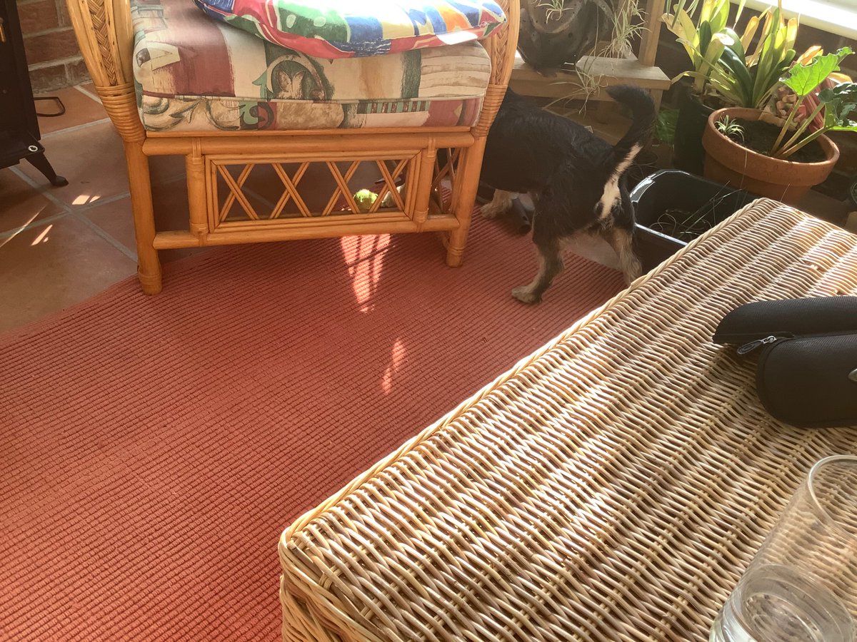 HappyTailsWalk's tweet photo. My latest game when the parents are not giving yours truly enough attention.  I role the mini tennis ball under a seat and bark! https://t.co/tTRHSbqT12