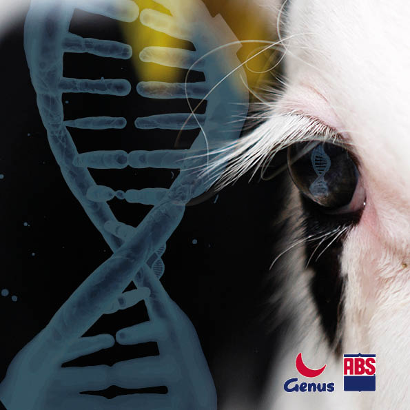 GenusABS's tweet photo. Reflecting on a strong proof week, we are proud to offer you a diverse range of genetics that can help accelerate genetic progress as we top the industry for...

77 bulls in the top 10% for £PLI
45 bulls with double digits of daughter fertility
 28 bulls in the top 50 for Fat KGS https://t.co/sfW6Rxggd4
