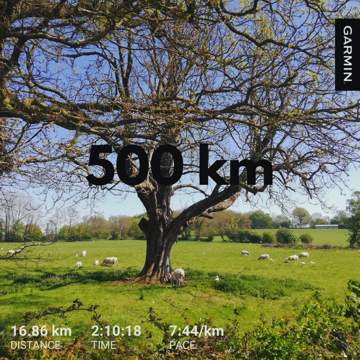 gerardsans's tweet photo. Raise the bar. Today I reached 500 km after 5 weeks! πͺ
ππ»ββοΈ #Day37 #daily5k
π 16.86 km
π 7:44 min/km
β€οΈ 130 avg bpm
ποΈ Total 500 km
#running #marathontraining #halfmarathon #motivation #daily5k #calne #wiltshire #raisethebar https://t.co/vWW2hE8roZ