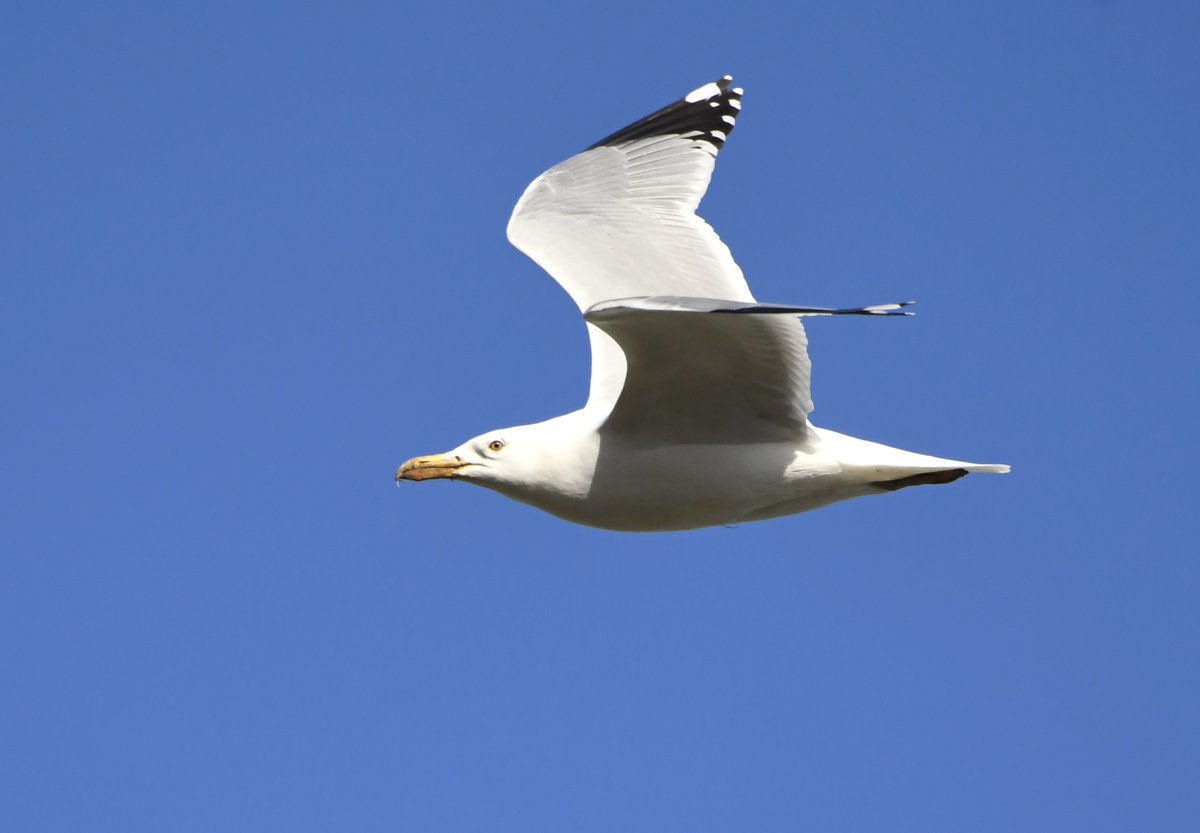 24. Herring Gull Often seen passing over my garden. I'm actually a Gull fan, wonderful birds!  #LockdownGardenBirdsSeen 