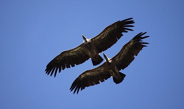 Voliamo alto il cielo è blu ! guardiamo la realtà senza farci condizionare da quello che ci vogliono far vedere !