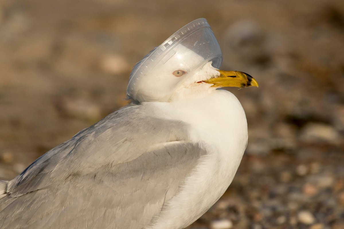 Reduce your consumption of single use plastics. Birds looking for a bite to eat can be confused by single use plastics and may swallow them or become fatally injured by items like beer rings or even drink containers and lids.