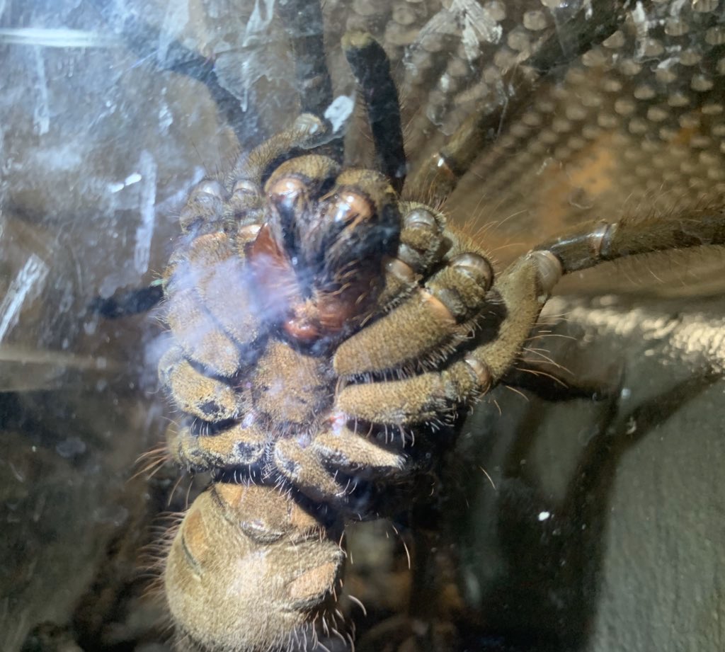 前田 ゴライアスバードイーター バードイーター ルブロンオオツチグモ タランチュラ 蜘蛛 奇虫 蜘蛛嫌いの方閲覧注意 教えて下さい 多分雌だと思うのですが わかる方いらっしゃいましたら ご教示ください よろしくお願いします