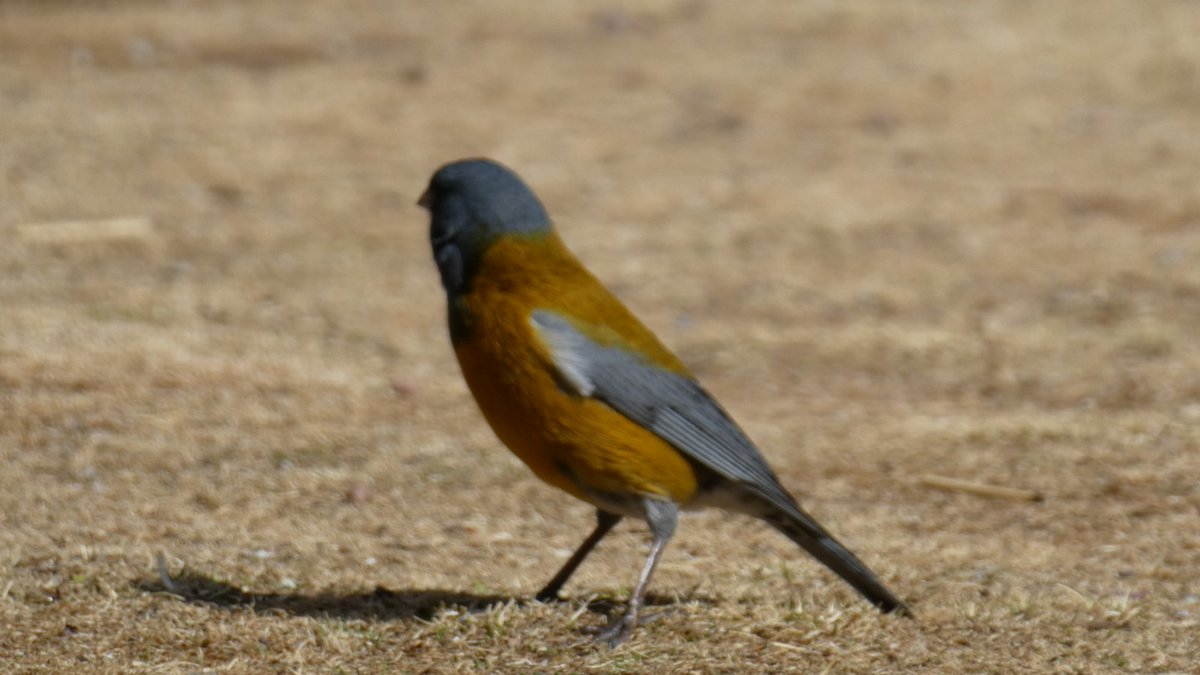 cooper_kerry's tweet photo. #virtualPeru - Day 11, was a rest day. Actually I did rest a lot but you'll all know I'm really good at eating & sleeping! Had a walk to just over 5000m, saw lots of wildlife. I have no idea what the bird was, anyone.. (I know it's out of focus) https://t.co/bMTBjtWvYE