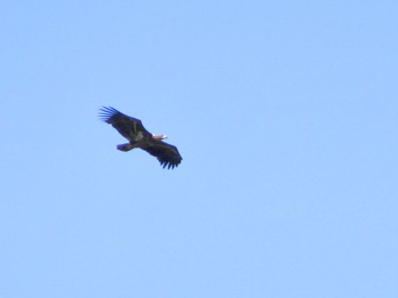 lancsgp's tweet photo. Juvenile White Tailed Eagle flew over Sand Quarry at Lightfoot Green, Preston earlier this afternoon. Mobbed by a Buzzard. ⁦@RareBirdAlertUK⁩ https://t.co/v4A8JLQ1p7