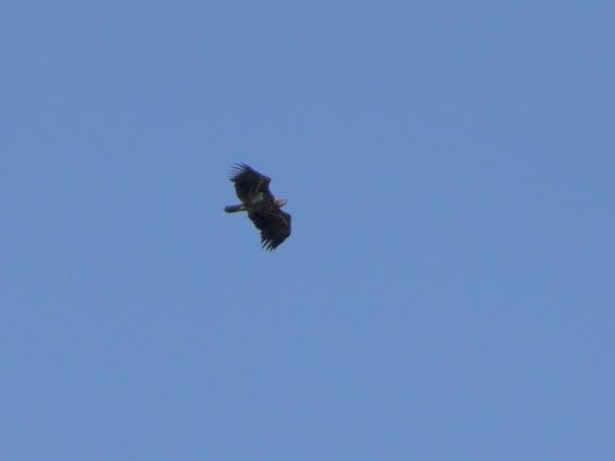 lancsgp's tweet photo. Juvenile White Tailed Eagle flew over Sand Quarry at Lightfoot Green, Preston earlier this afternoon. Mobbed by a Buzzard. ⁦@RareBirdAlertUK⁩ https://t.co/v4A8JLQ1p7
