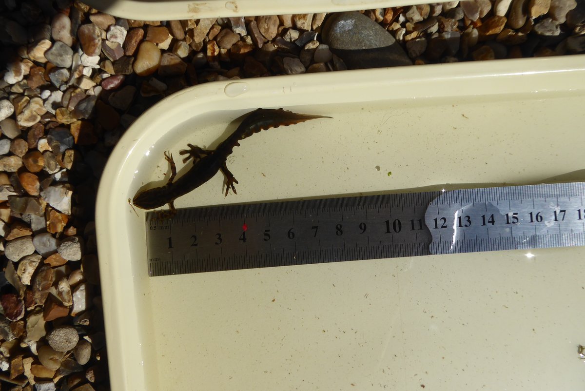norfolk_rainbow's tweet photo. Pond Dipping in the garden pond this afternoon as part of Biology homework turned up some dragonfly nymphs, a newt, water louse, back swimmers, frog spawn and therefore unsurprisingly frogs. @ASHSSCI @ASHS_Harleston https://t.co/iIAstBjfjz