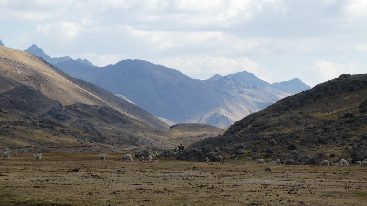 cooper_kerry's tweet photo. #virtualPeru - Day 11, was a rest day. Actually I did rest a lot but you'll all know I'm really good at eating & sleeping! Had a walk to just over 5000m, saw lots of wildlife. I have no idea what the bird was, anyone.. (I know it's out of focus) https://t.co/bMTBjtWvYE