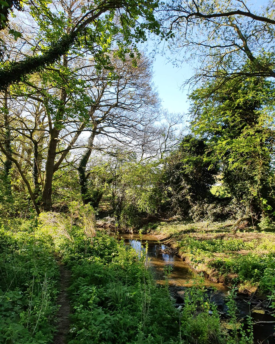 'And into the forest I go to lose my minds and find my soul' - John Muir
Today I just couldn't find my rhythm. So I downed tools a bit earlier than usual and took the dog for a walk. Back on it  tomorrow 🌳🐶 
#wednesdaywisdom #JohnMuir #EarthDay