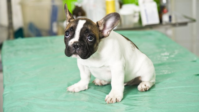 OFO_Global's tweet photo. #TorontoPreclearance intercepts commercial importation of French Bulldog puppy in violation of the Animal Welfare Act. The nine and half week pup was on it's way to the U.S. from a puppy mill in Canada. @CBP keeping everything and everyone safe.#DFOPreclearance #securingborders https://t.co/IHi2PzlCJu