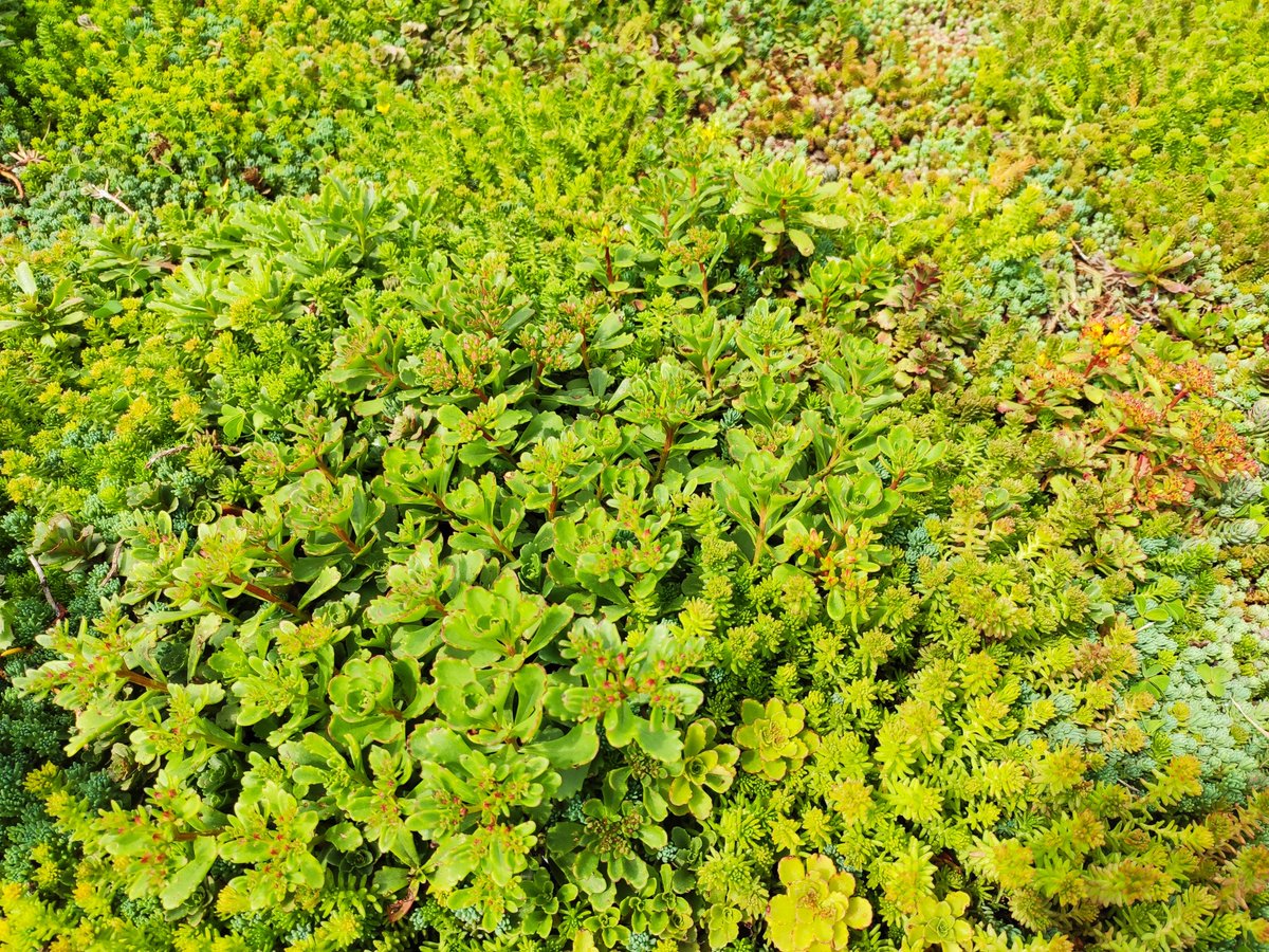 SempergreenESP's tweet photo. Hoy es el #DiaDeLaTierra A pesar de las dificultades, seguimos trabajando para un futuro mejor! #EarthDay #DiaDeLaTerra #greeninfrastructure #greenworld #makingtheworldgreener #greenroofs #Cubiertavegetal #healthycities #Sedum #TepesSedum @Sempergreen https://t.co/dxwSXChXfn