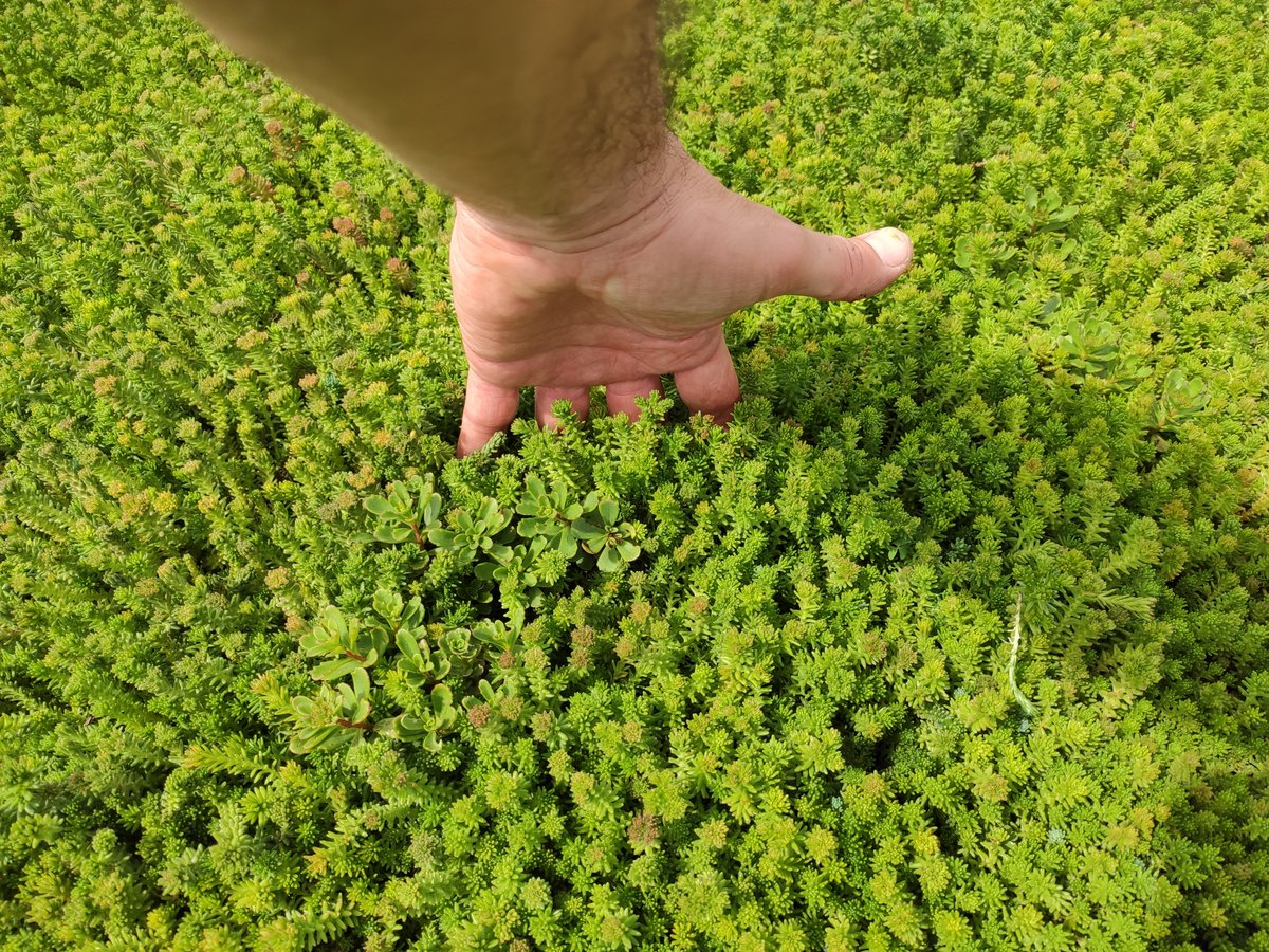 SempergreenESP's tweet photo. Hoy es el #DiaDeLaTierra A pesar de las dificultades, seguimos trabajando para un futuro mejor! #EarthDay #DiaDeLaTerra #greeninfrastructure #greenworld #makingtheworldgreener #greenroofs #Cubiertavegetal #healthycities #Sedum #TepesSedum @Sempergreen https://t.co/dxwSXChXfn
