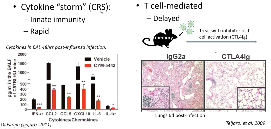 What going on w/ this prolonged severity? Or when someone looks like they're getting better & then all of the sudden crashes? Is it the virus or is the immune response raging out of control? Well, there are 2 types of immunopathology (ex in influenza mice model):  #FarberCOVID19