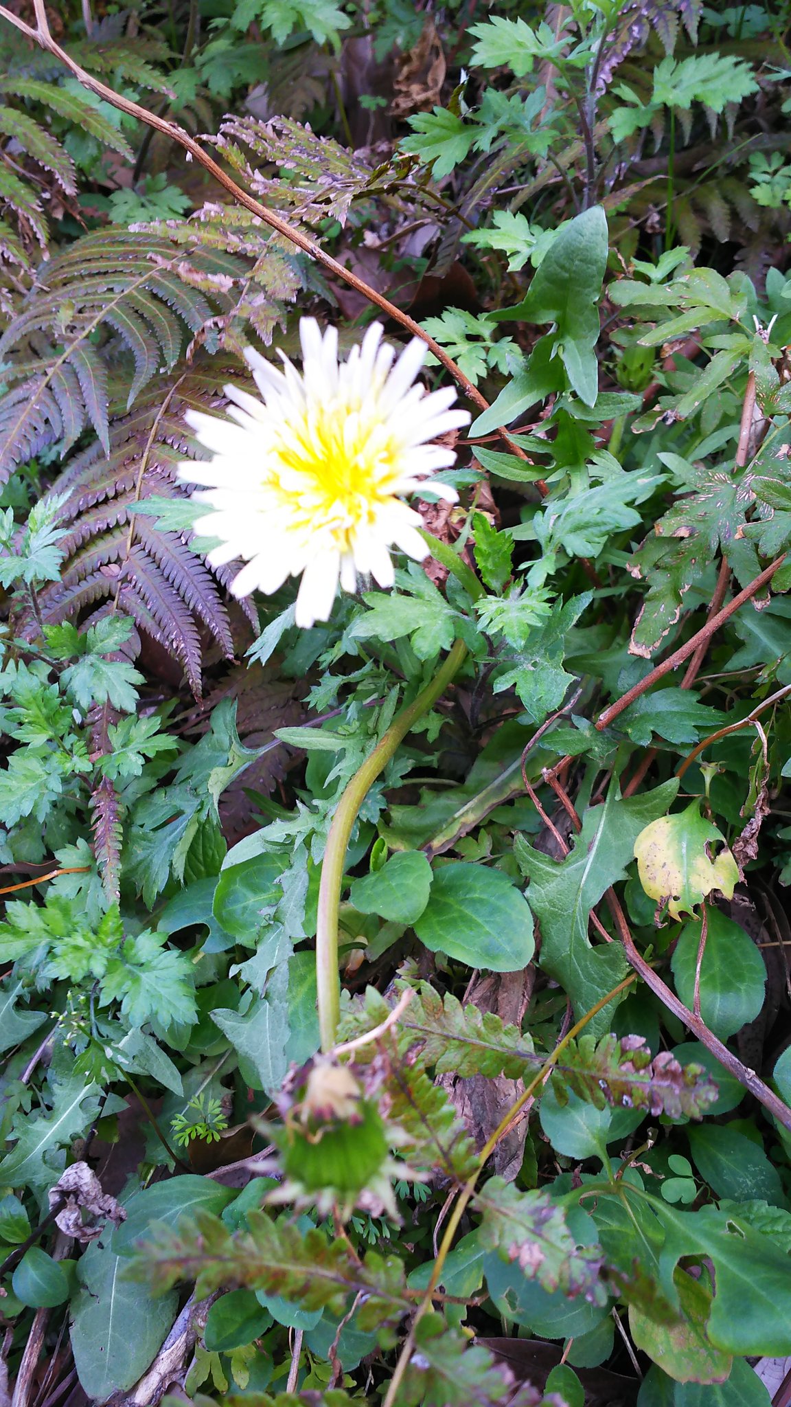 神代植物公園 ニュース Na Twitterze スタッフより 園芸係 築山でシロバナタンポポが咲いています シロバナタンポポは 日本在来の タンポポで 西日本で多くみられる種 関東地方ではあまり見かけることがありません 四国や九州では シロバナタンポポしかない