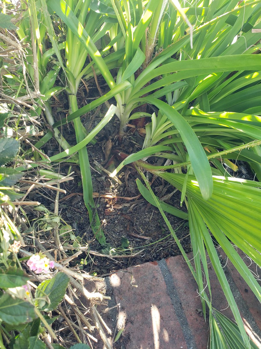 Pretty big trunk already. I& #39;m going to have to either sacrifice the agapanthus or remove those first and transplant elsewhere.