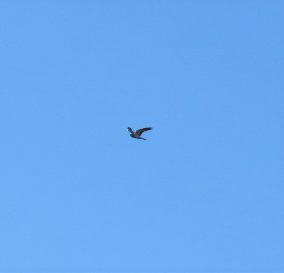 This mornings ad male Hen Harrier #patchgold a special bird & a great way to bring up 100 OFFH