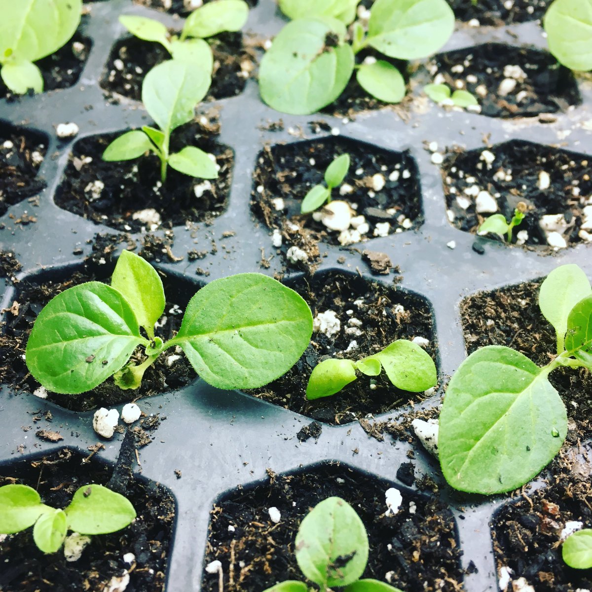 GoodFortuneHerb's tweet photo. Happy Earth Day! Grow something beautiful today. Here are some baby Ashwagandha plants in our greenhouse. But we also have tincture available in our shop. https://t.co/gc06eBLOe8 https://t.co/gSSeJZd9ik