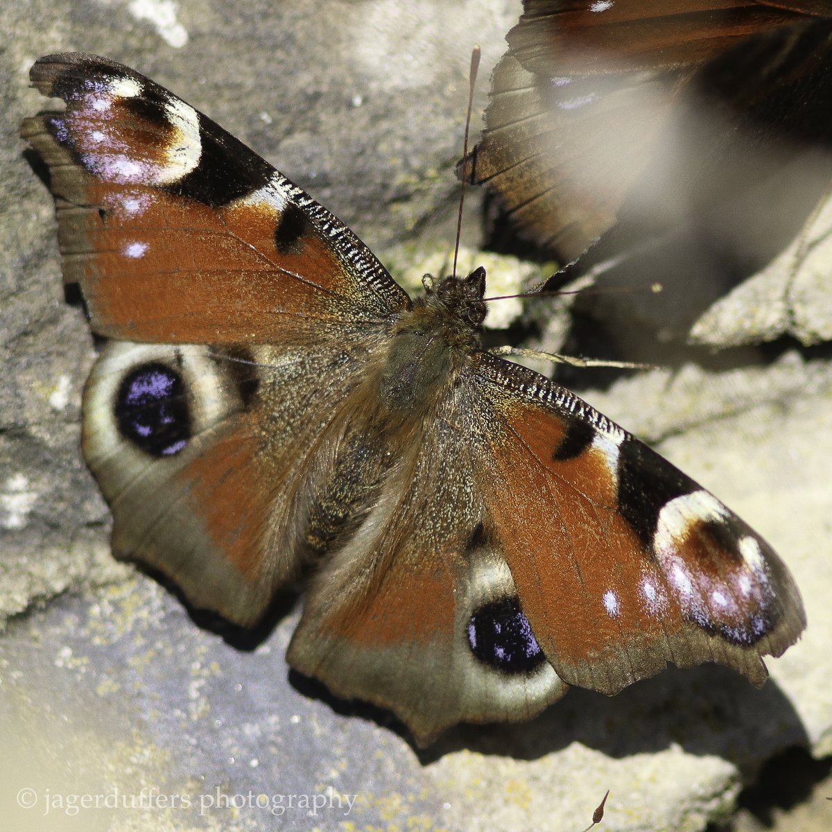 drew_duffield79's tweet photo. A few butterflies were enjoying the sun today on my #isolationexercise #orangetip #peacock #sun #macrophotography #NaturePhotography @SIBirdClub @Natures_Voice @wildlife__pics @Britnatureguide @savebutterflies #Butterflies https://t.co/RhLEJEQm0J