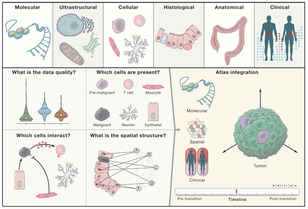 Great <a href="/CellCellPress/">Cell</a> perspective piece describing the Human Tumour Atlas Network (HTAN), which will chart tumour transitions across space and time at the single-cell level bit.ly/3boK1Fh via <a href="/broadinstitute/">Broad Institute</a> #cancer #immunotherapy #OA #dataviz Image: Rozenblatt-Rosen 2020
