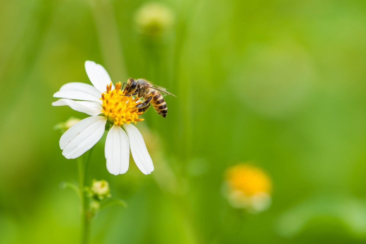 TKICropVitality's tweet photo. Earth Day 2020 - One of the great initiatives at the TKI Learning Center is participating in the Seeds for Bees program that allows us to create a safe place for bees to forage and rest!
Read more here:
https://t.co/oEqQsQAQJv
#soilhealth #sustainability #environment  #EarthDay https://t.co/LxpCY6X9g5