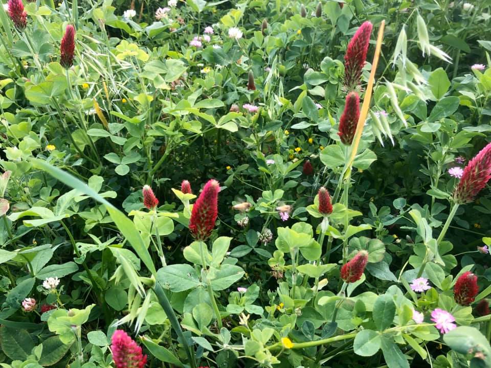 TKICropVitality's tweet photo. Earth Day 2020 - One of the great initiatives at the TKI Learning Center is participating in the Seeds for Bees program that allows us to create a safe place for bees to forage and rest!
Read more here:
https://t.co/oEqQsQAQJv
#soilhealth #sustainability #environment  #EarthDay https://t.co/LxpCY6X9g5