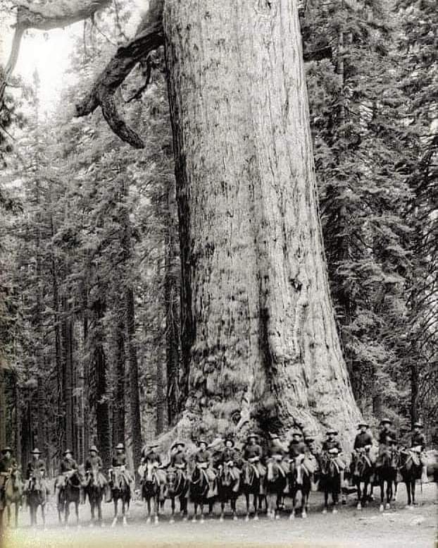 plana_ale's tweet photo. Tropas americanas posam em frente a uma sequóia vermelha em Yosemite, conhecida como "Gigante Grisalho" em 1900.

Esta árvore ainda está de pé hoje. https://t.co/mJjG0QTUN7