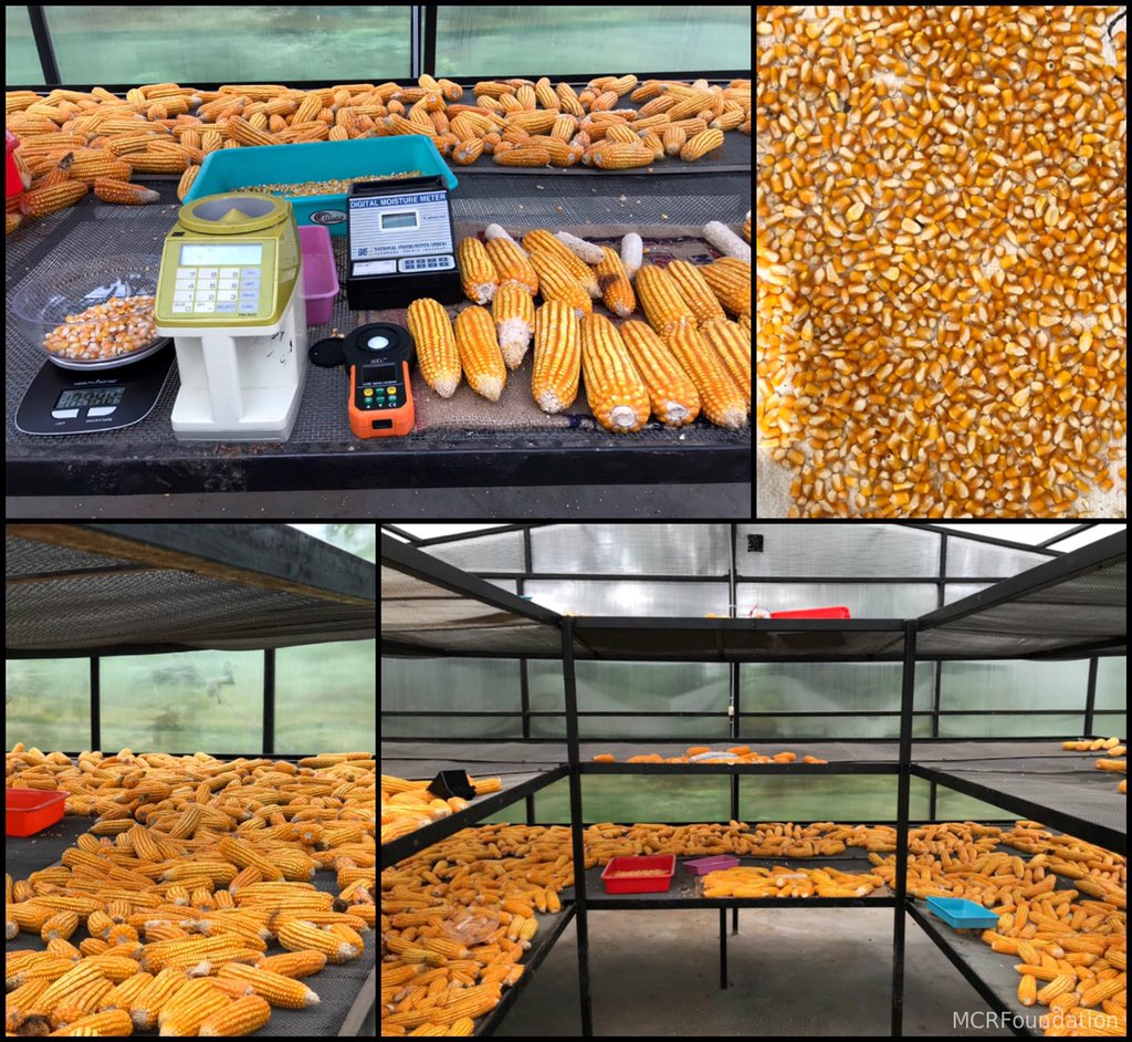 DrMCRFoundation's tweet image. Our #GreenHouseMaizeDryer with #Solar capability! We have been experimenting and getting great results! #LowCostStorage and #moisture control systems to help small &amp;amp; medium #farmers earn more! Prevents disease and useful for entire #maize industry! 🌽 #SupportOurFarmers #Covid19