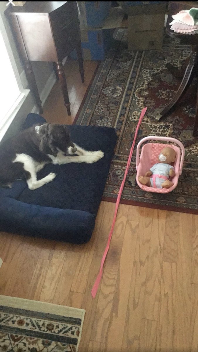 MrsMitchell0917's tweet image. We are talking about measuring this week and I asked students to do some measuring around their homes! #langtreemade2020 #mrsmitchelldoeselearning @CSUSAhq @CSUSAJonHage @EPadgettLCA @MSilverLCA @LangtreeCharter