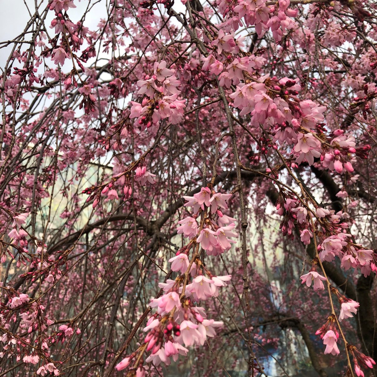 Updated: COVID-19 Resources in Philadelphia - mailchi.mp/062cdafe06d6/c…