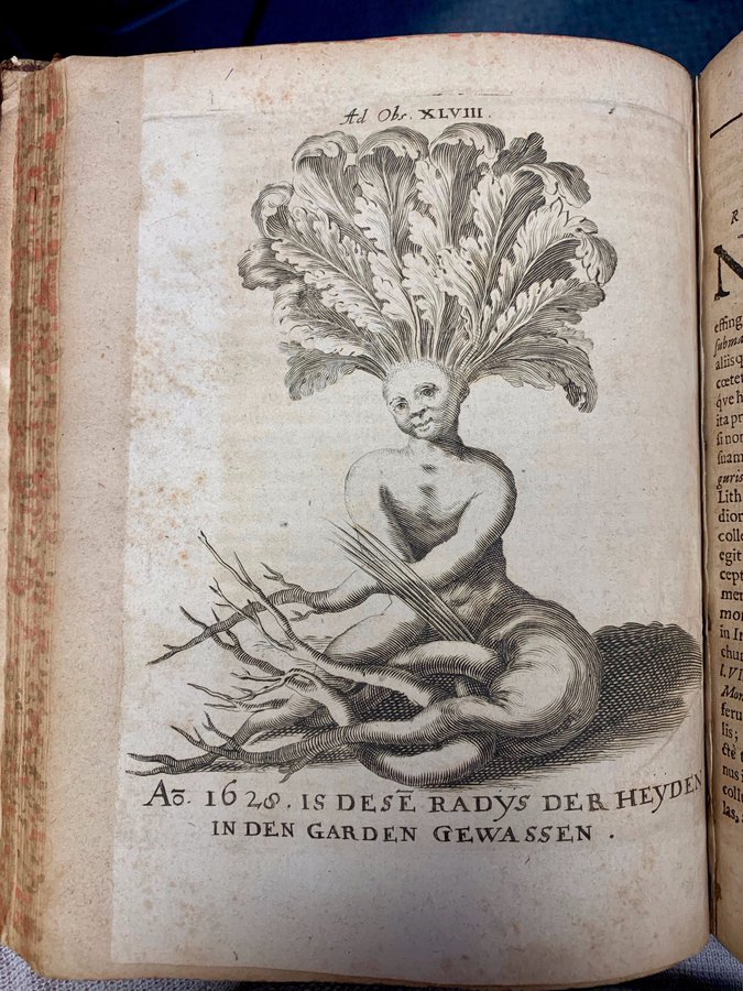This mandrake comes from Miscellanea curiosa medico-physica Academiae Naturae Curiosorum. Although you’re not going to find many mandrakes that look like this in the wild, we love its friendly smile!  #EarthDay  