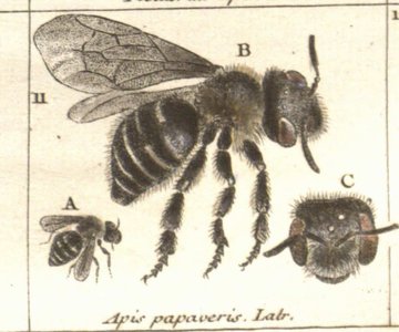 This Poppy Mason Bee comes from Illustratio Iconographica Insectorum (1799) by Coquebert de Montbret, and is found in western Europe. Always remember, bee kind to Mother Earth!  #EarthDay  