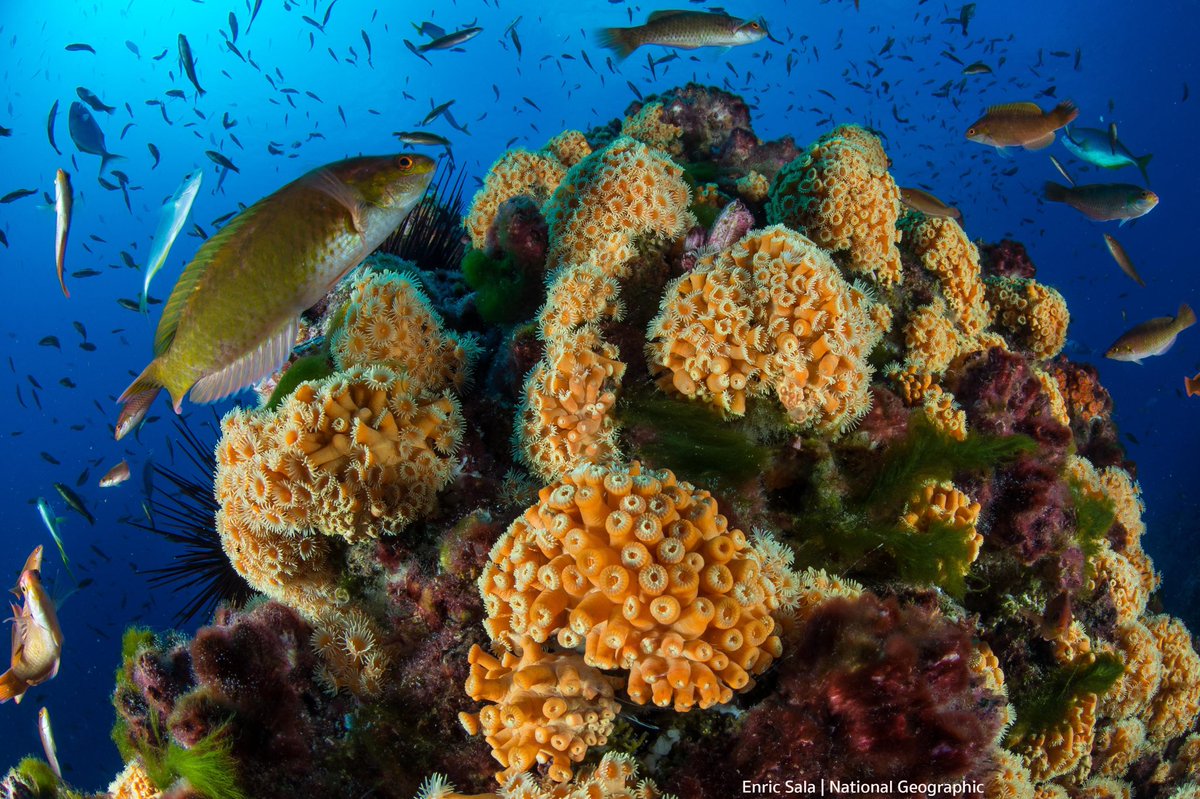 alexmunozw's tweet photo. No se pierda el espectacular documental “Juan Fernández: el mar para siempre” que hicimos en este maravilloso archipiélago donde hoy existe uno de los parques marinos más importantes del mundo.
Canal NatGeo Wild: 17:10h
Canal National Geographic: 18:06h
#DiaMundialDeLaTierra https://t.co/NOaKeuFC6K