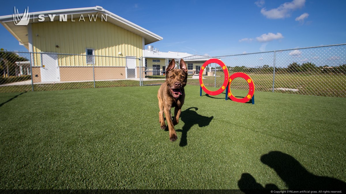 synlawnmil's tweet photo. Happy Spring! 🍀🎋Even though most of us are working from home and in our sweats🧑🏿‍💻👩‍💻, our pets still need breaks in the backyard to get their daily exercise🐩Our proprietary system makes our turf the safest and cleanest for pets. 🐕

#spring #synlawn #synlawnUSA #fakegrass https://t.co/YbxXvix5YU
