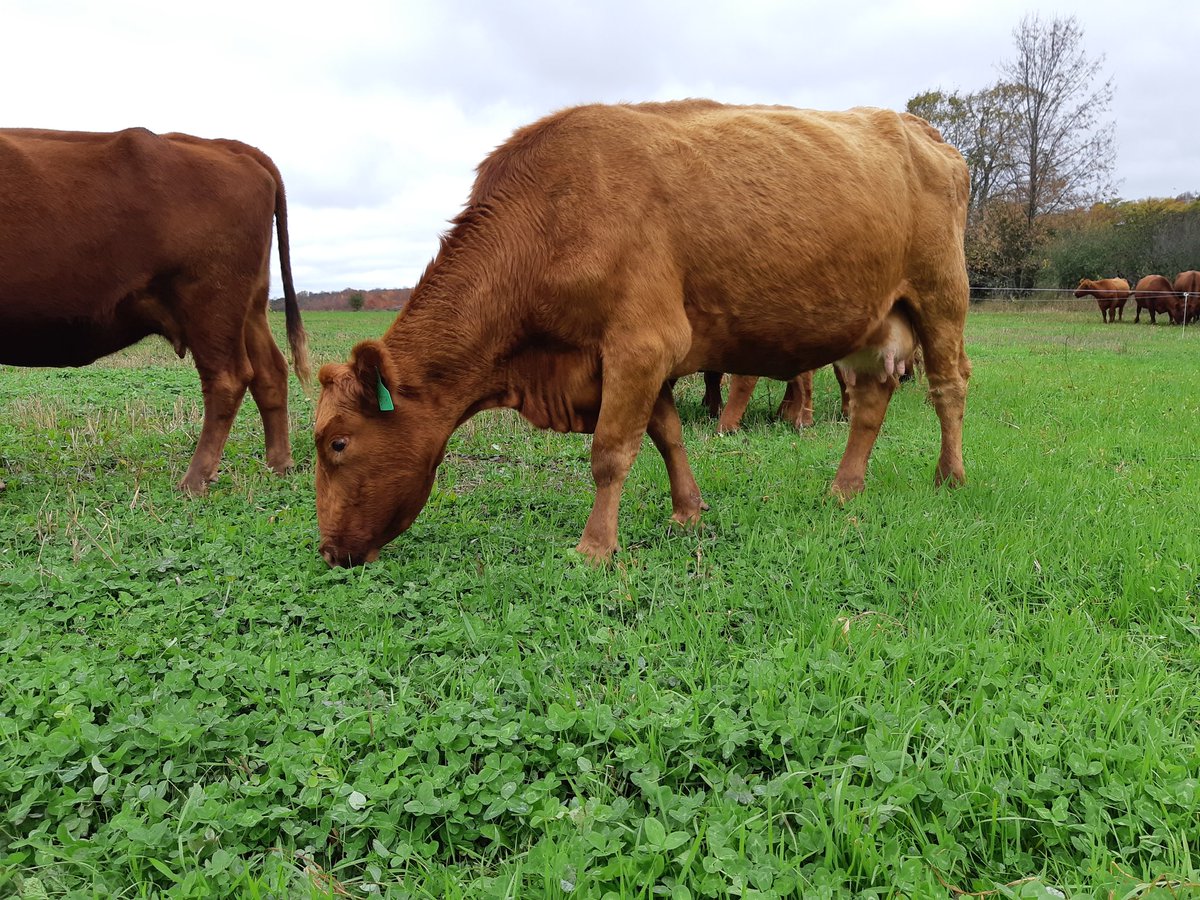 cobercow's tweet image. Had to put down my oldest cow today. She was born in 2005 and never missed once. Spinal injury and couldn't walk.

We were able to induce her, and she calved a nice health bull calf. 

So long old friend #calving20