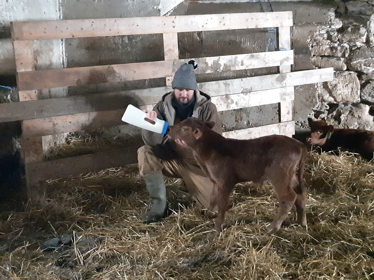 cobercow's tweet image. Had to put down my oldest cow today. She was born in 2005 and never missed once. Spinal injury and couldn't walk.

We were able to induce her, and she calved a nice health bull calf. 

So long old friend #calving20
