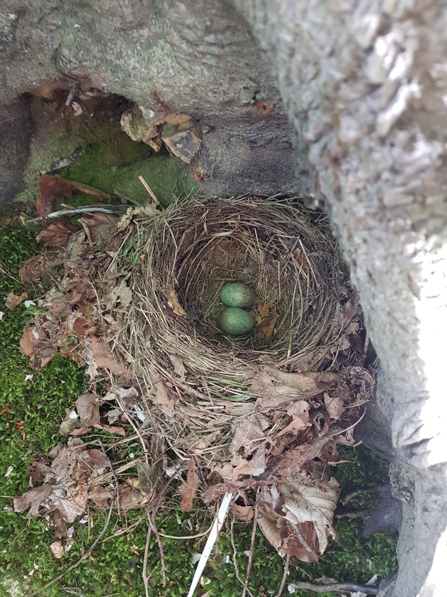 Found some black bird eggs