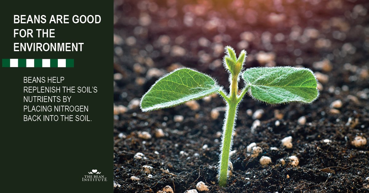 Bean Institute tweet media