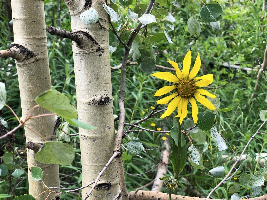 Happy Earth Day! Here is a sunflower among the aspens in the Colorado Rockies in the height of summer, 2018, goin' out especially to anyone who doesn't have access to nature right now. "An Earth in crisis is still an Earth worth returning to." –  @AstroDrewMorgan 