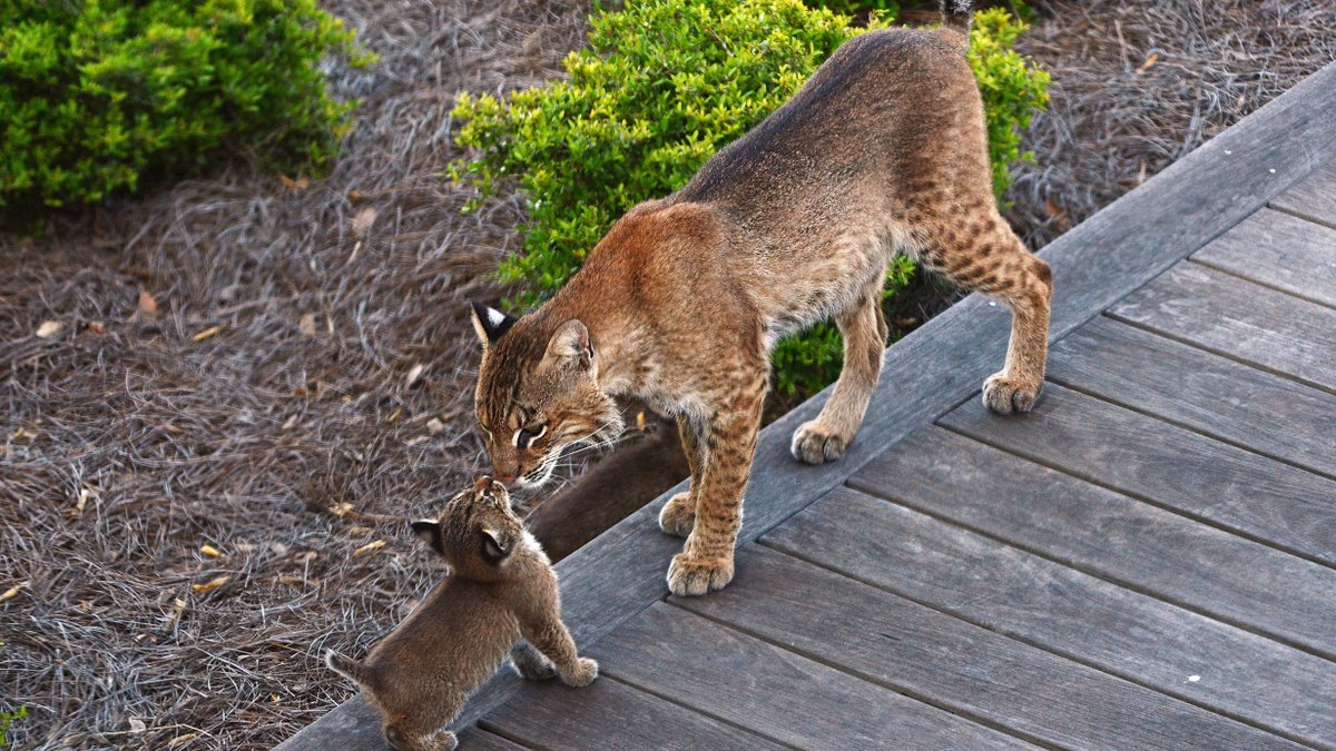 Discover Seabrook (@seabrook_sc) on Twitter photo Happy #EarthDay! 🌎 We are so blessed to live in such a beautiful community dedicated to preserving the natural habitat of our neighboring wildlife on #SeabrookIsland. #DiscoverSeabrook #EarthDay2020 Happy #EarthDay! 🌎 We are so blessed to live in such a beautiful community dedicated to preserving the natural habitat of our neighboring wildlife on #SeabrookIsland. #DiscoverSeabrook #EarthDay2020
