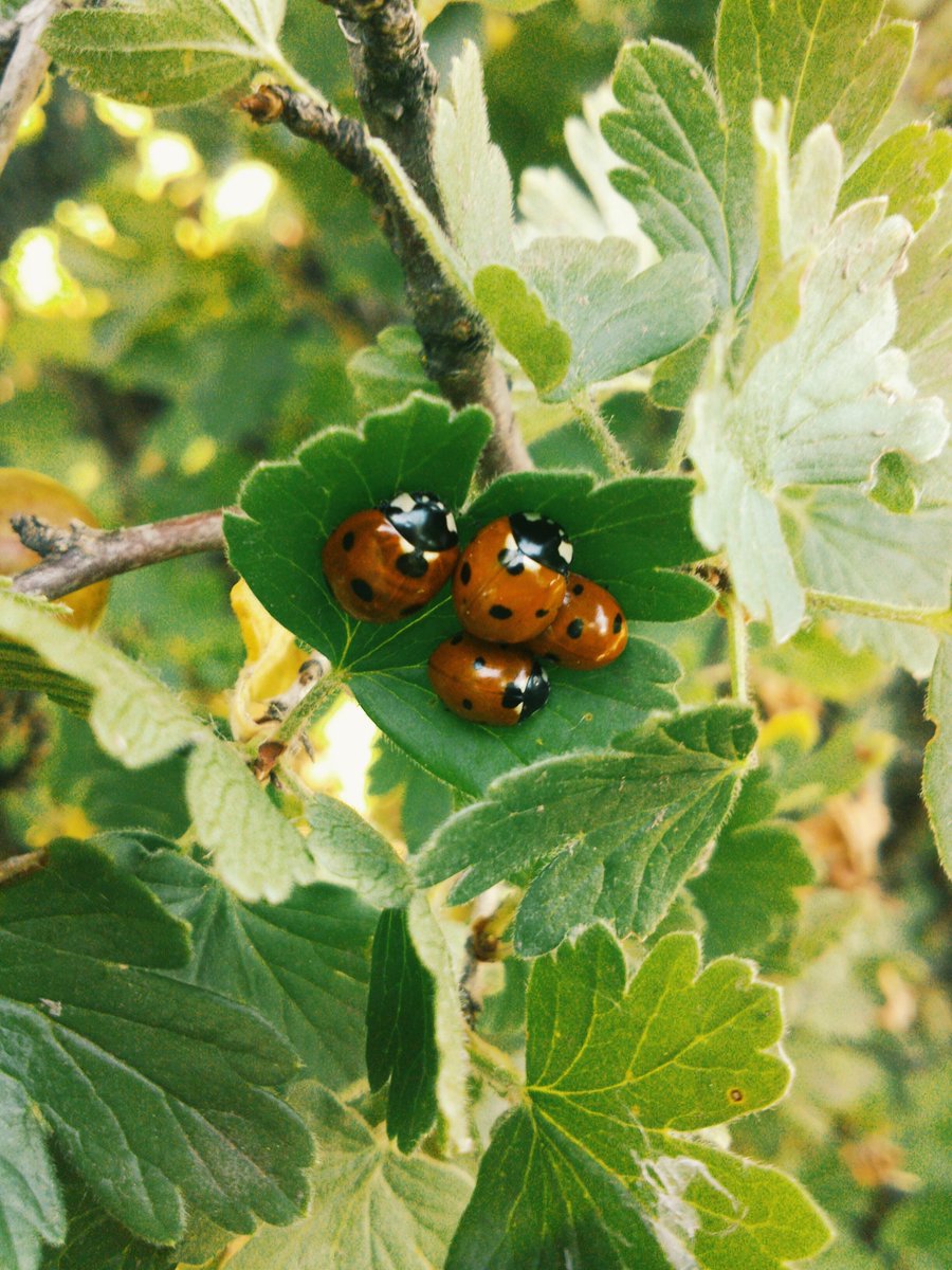 At #onegardenbrighton these ladybirds are enjoying #EarthDay2020 what will you be doing to celebrate? This year with so much support being provided digitally we can all feel a part of this historic movement towards #climatechange.