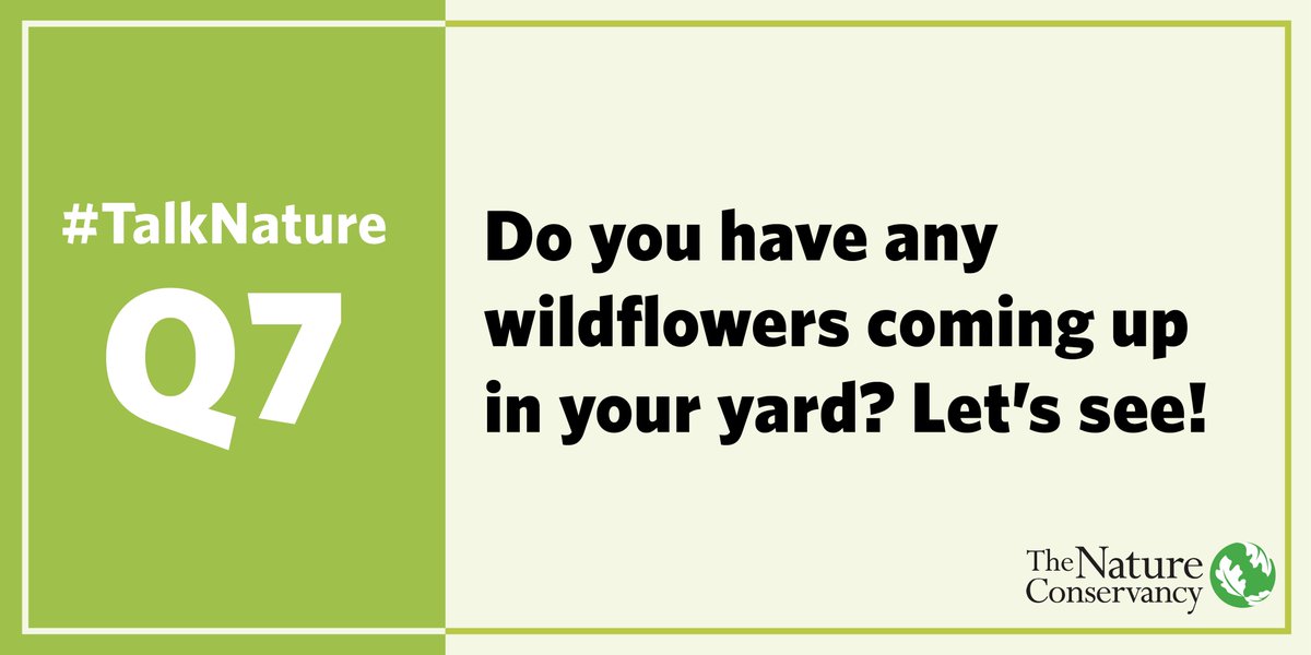 TNCMichigan's tweet photo. Do you have any wildflowers coming up in your yard? Letβs see! #TalkNature #TwitterChat #EarthDay https://t.co/xTXcfbh0TD