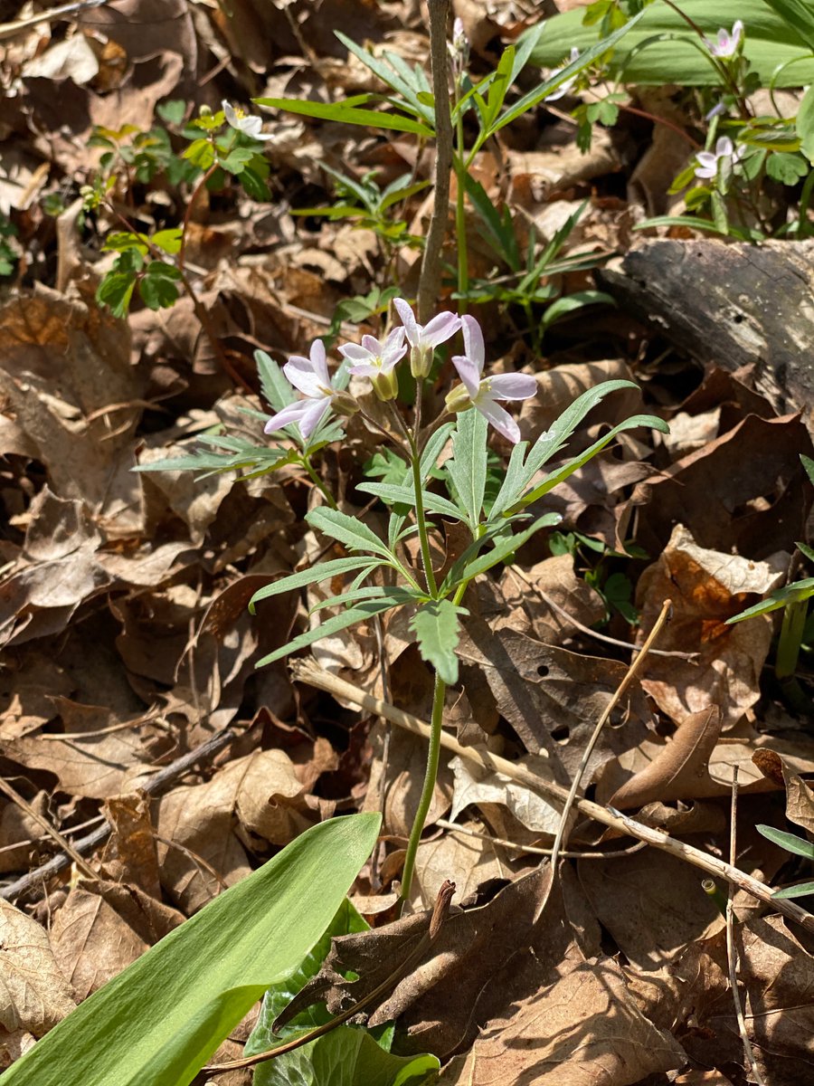 Tom4tnc's tweet photo. @nature_MI One last question: which pollinator do we have to thank for our woodland wildflowers like trillium, hepatica, baby's breath, bloodroot ? #TalkNature https://t.co/DkEEYnNJf1