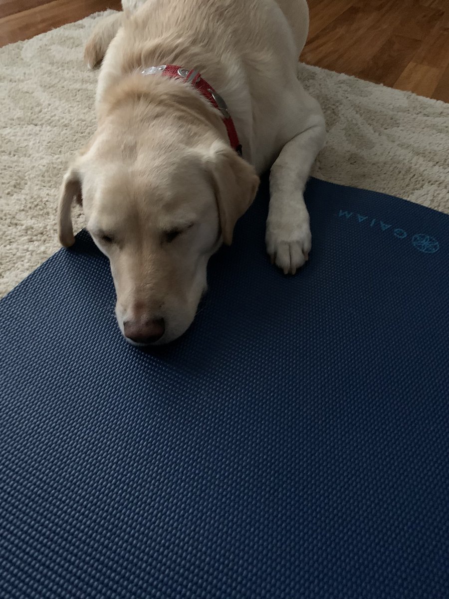 annemkohl's tweet photo. @dog_feelings #trixiethetherapydog subs in “on the mat” with mom https://t.co/C76HpIotfU