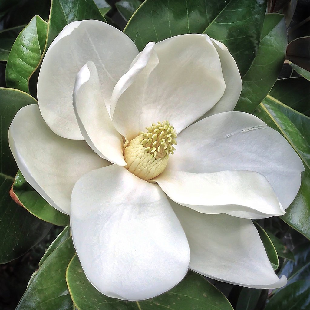 magnolia flowers signify a love of nature