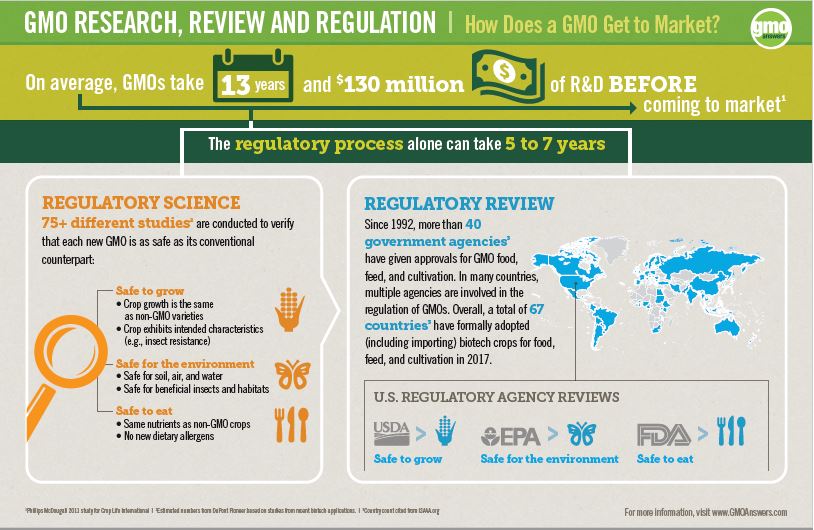 GMOAnswers's tweet photo. How does a GMO get to market? After thorough research, testing, review, and regulation. https://t.co/RM8GjSBZ6D