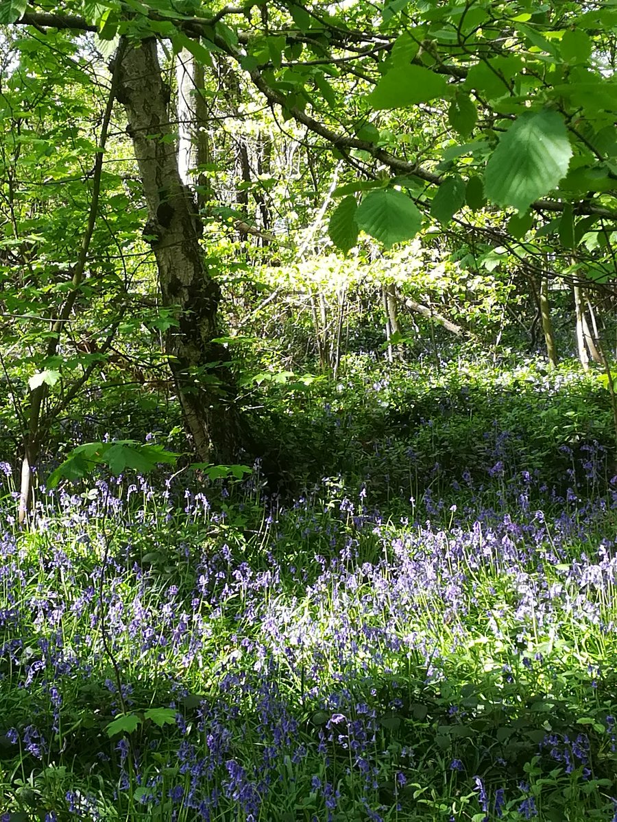 RachelLeonardi1's tweet photo. Today's social distancing walk #SocialDistanacing #trees #woods https://t.co/C1p6E5I5QF