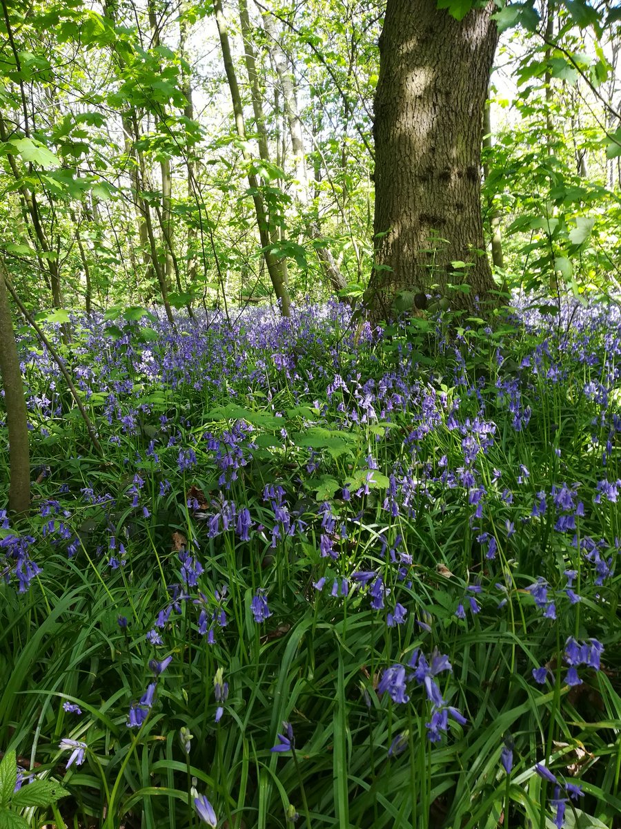 RachelLeonardi1's tweet photo. Today's social distancing walk #SocialDistanacing #trees #woods https://t.co/C1p6E5I5QF