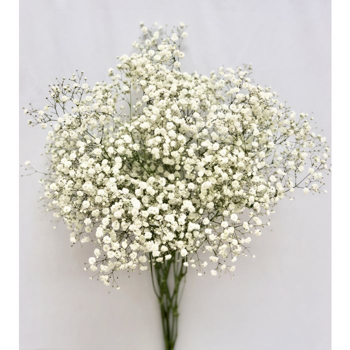 babys breath are gorgeous flowers that symbolise everlasting love, pureness and innocence. they are often found in wedding bouquets