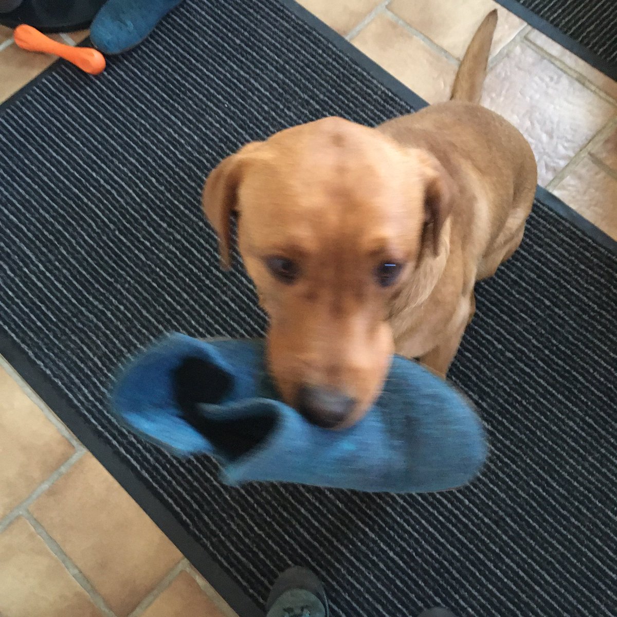 Een warm welkom bij thuiskomst #hijbrengtmijnsloffen #Labrador #puppy